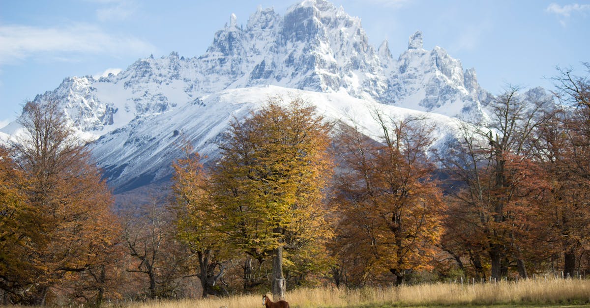 Snow-covered peak with autumn trees and a lone horse in Coyhaique, Chile