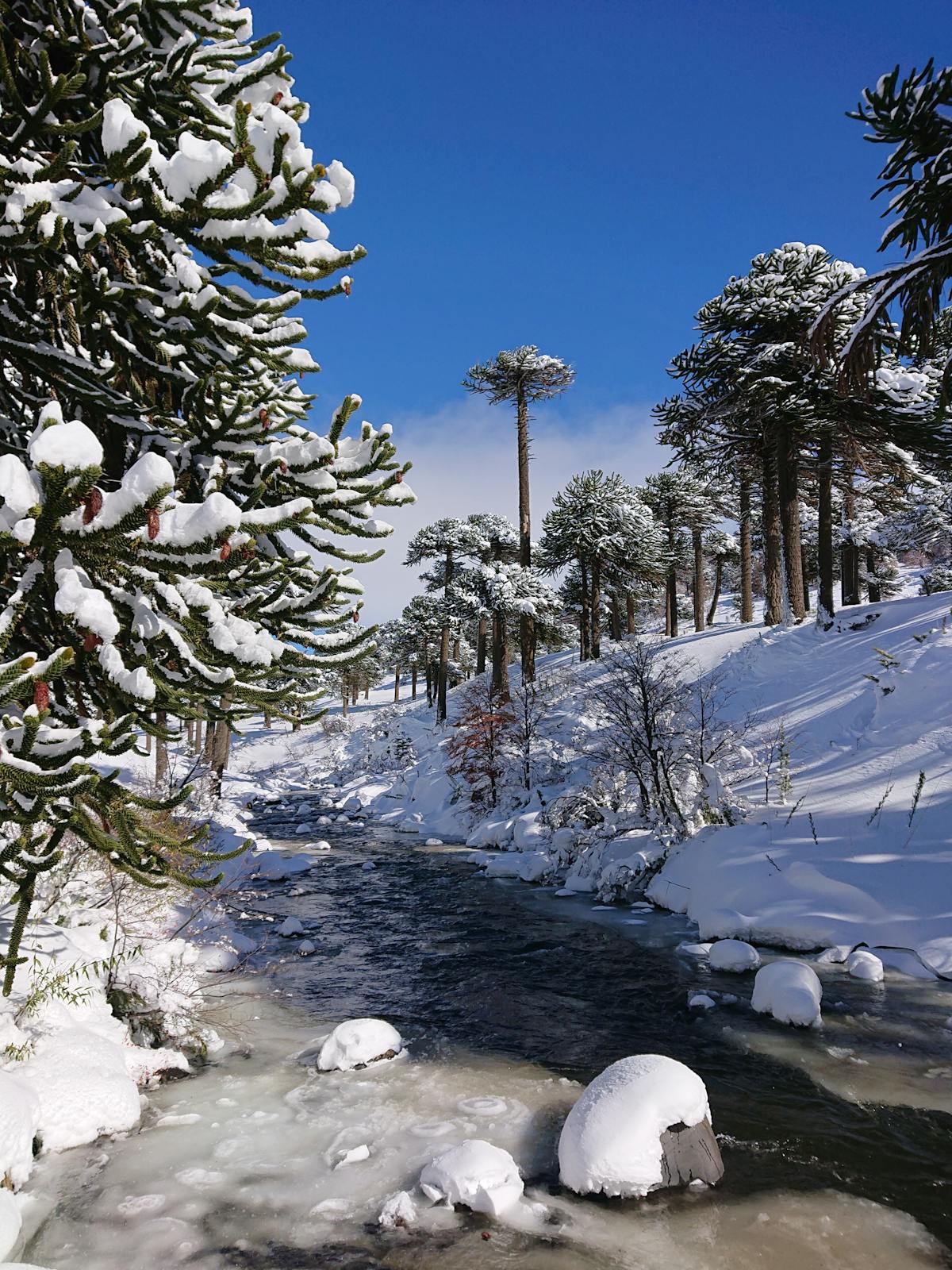 Snow-covered forest with araucaria trees in the Chilean Andes region
