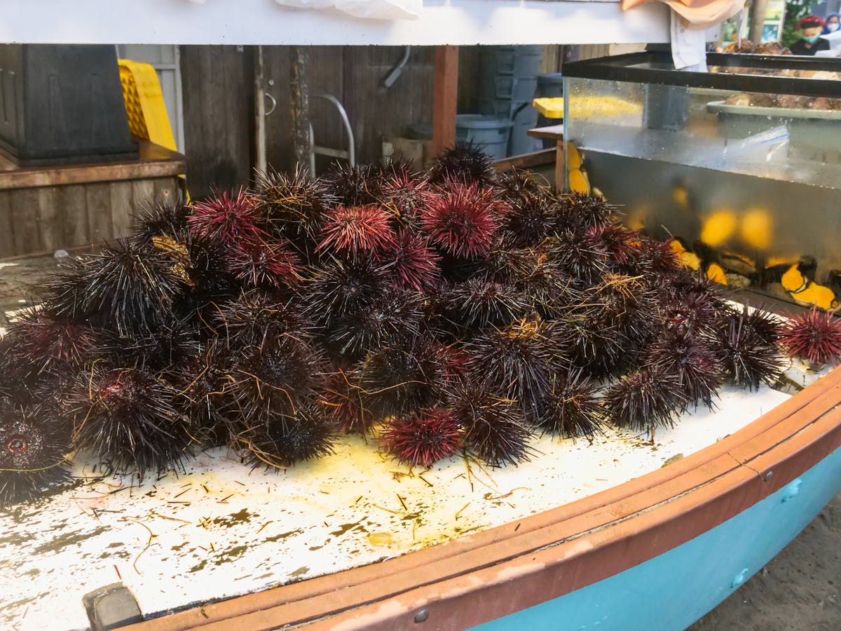 Fresh sea urchins displayed at a seafood market with their spiny shells visible