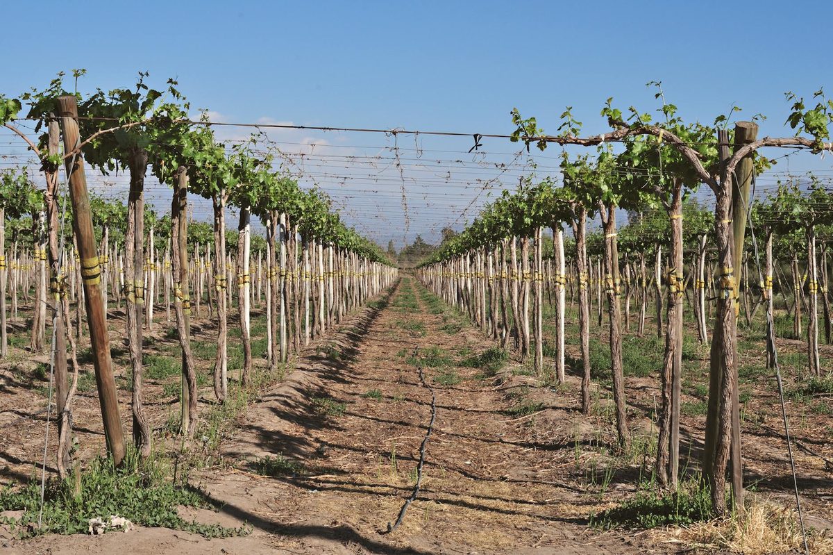 Lush rows of grapevines under blue sky with mountains visible in the distance in Chilean wine country