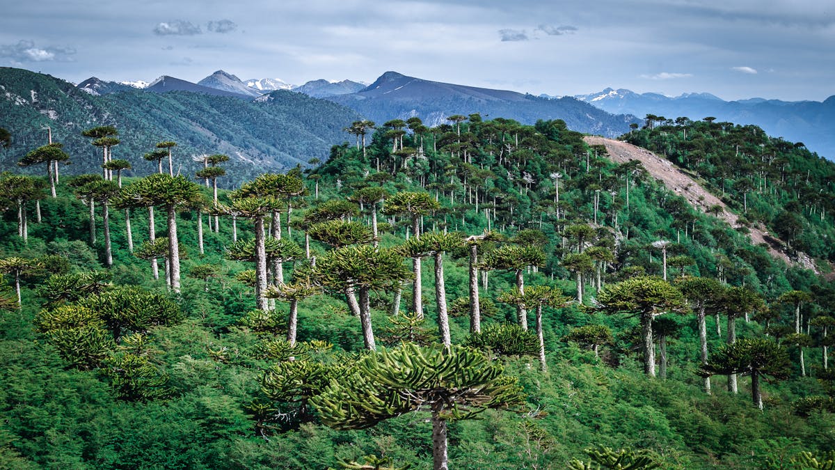 Aerial view of araucaria forest in the Andes mountains with layered green ridges