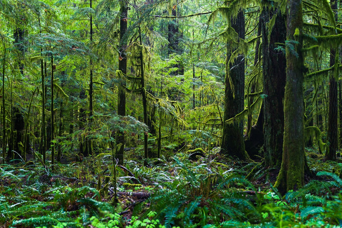 Dense green temperate rainforest canopy with lush ferns and moss
