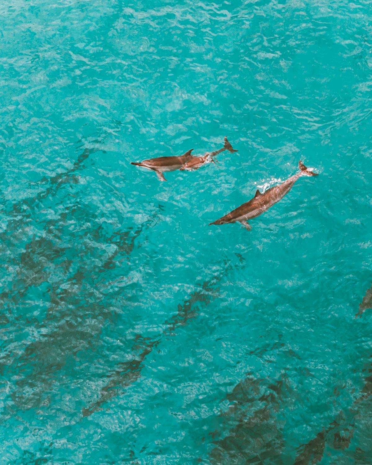 Dolphins swimming in clear turquoise water viewed from above