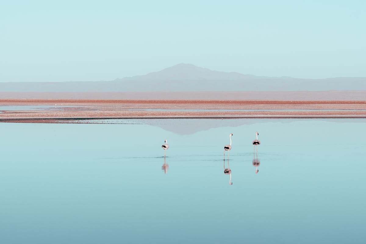 Pink flamingos feeding in a shallow altiplano lagoon