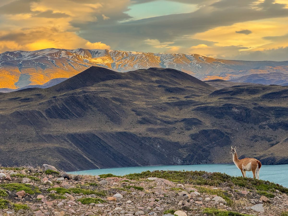 Guanaco standing in Patagonian landscape at sunset in Magallanes Chile