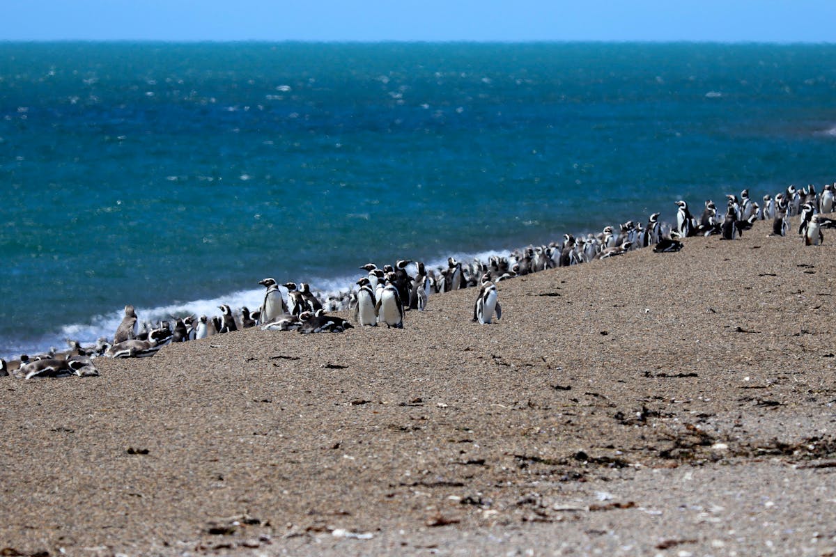 Group of Magellanic penguins standing on a rocky beach with the ocean stretching behind them