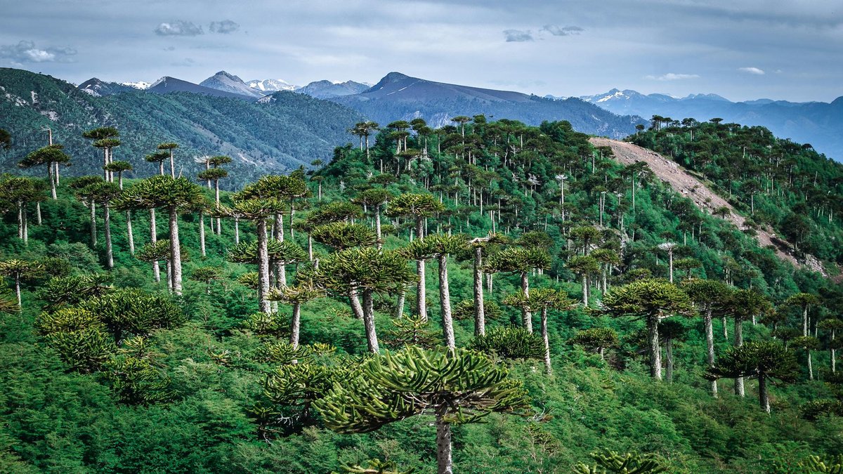 Araucaria forest landscape in Chilean Andes with mountains