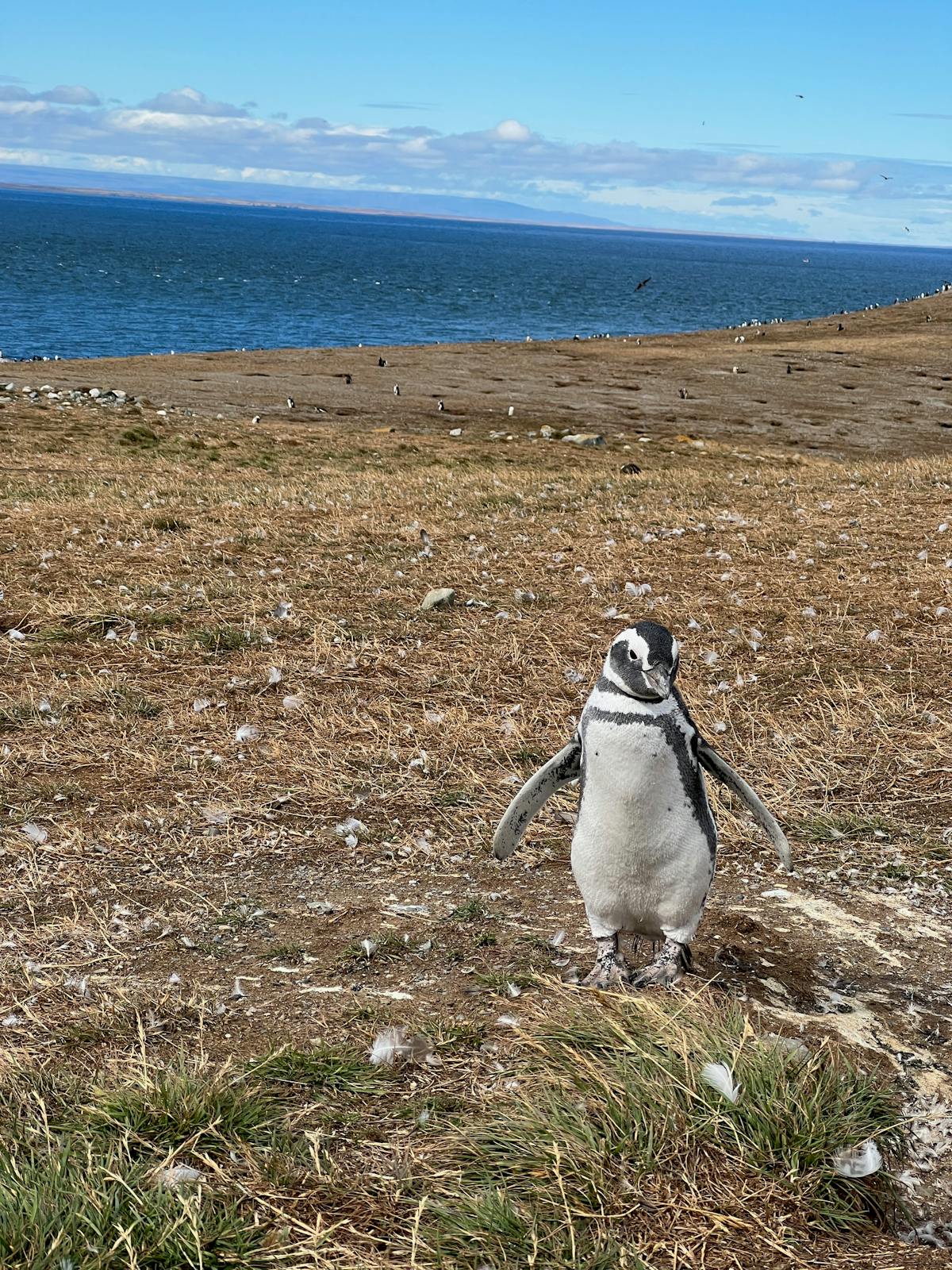Single Magellanic penguin on a grassy shore in Punta Arenas with ocean in the background