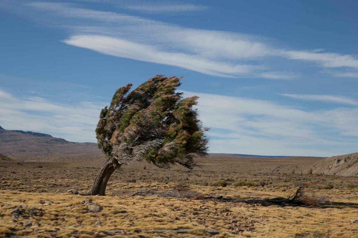 Lone tree bent by constant wind in a barren landscape under a clear blue sky