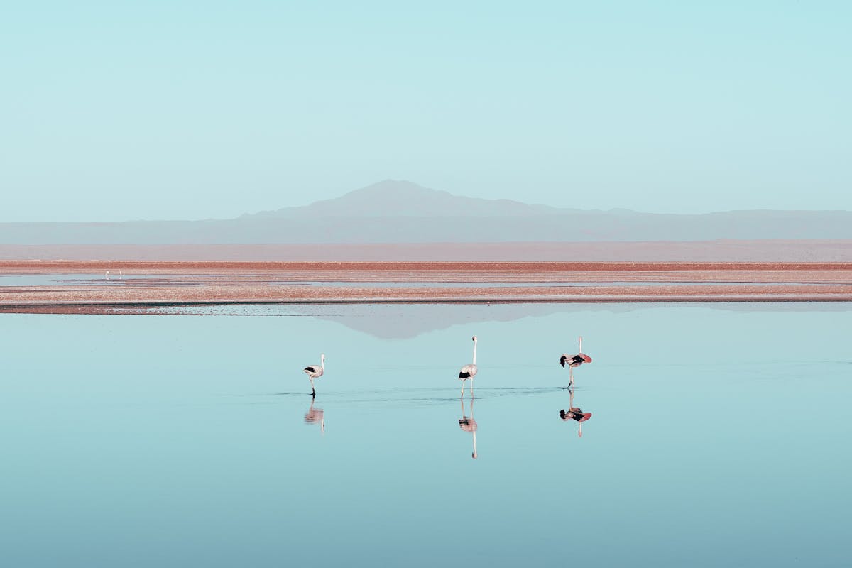 Flamingos wading in a calm lake with mountain reflections in the Atacama Desert