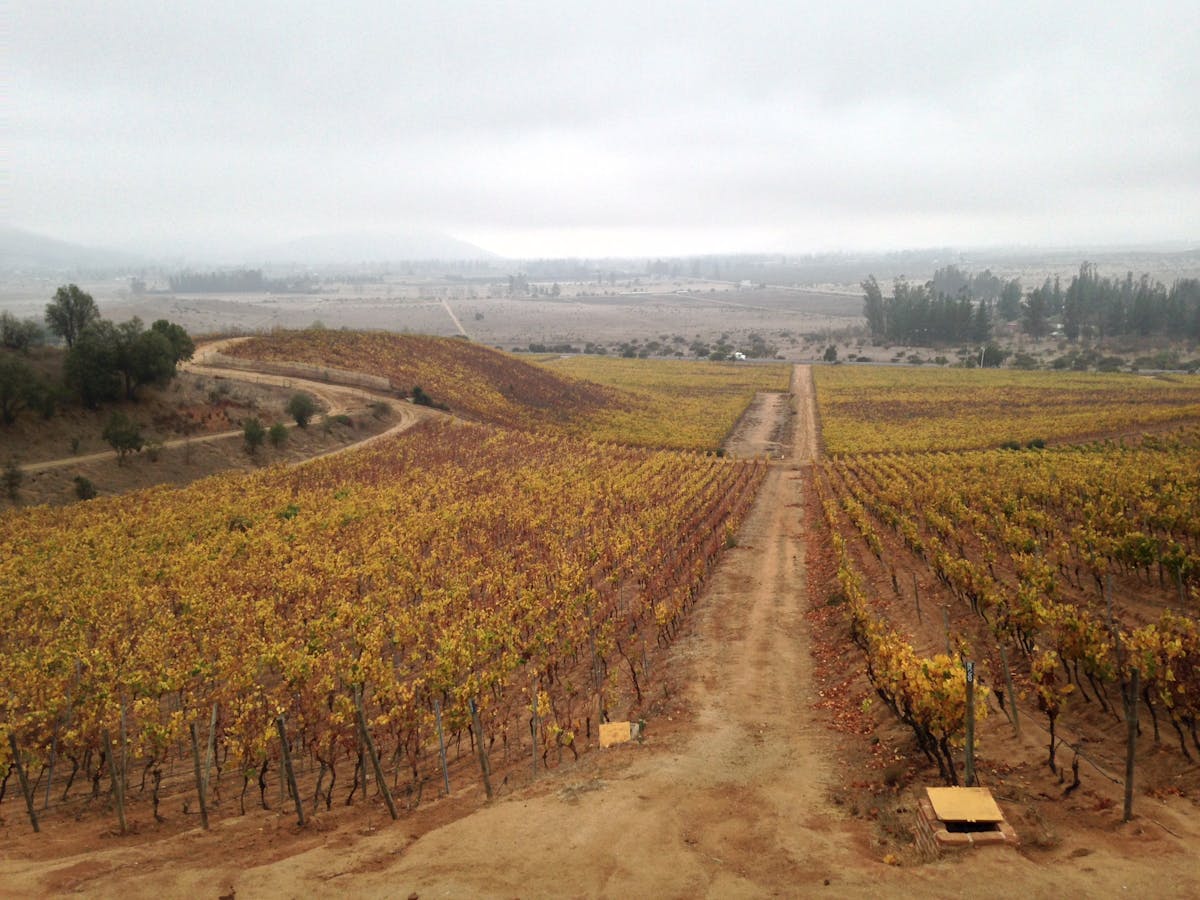 Expansive vineyard in Casablanca Valley Chile with rows of vines and rolling hills under cloudy sky