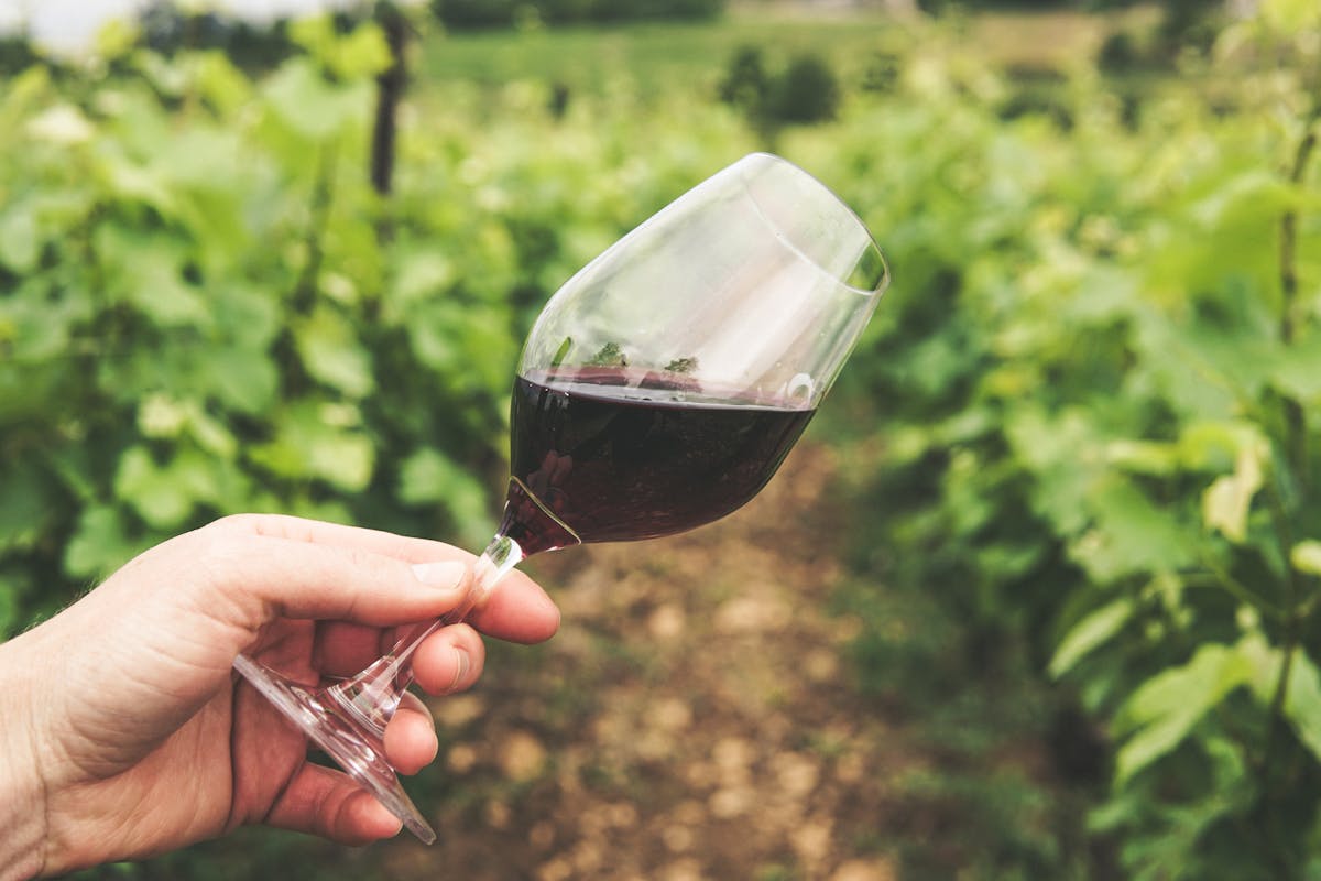 Hand holding a glass of red wine in a vineyard setting
