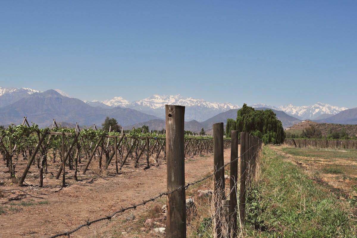 Vineyard rows stretching toward snow-capped Andes mountains under clear blue sky in Santiago Chile