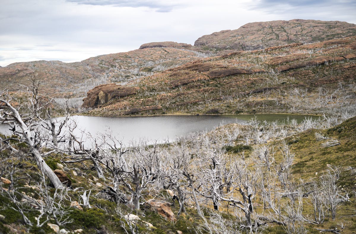 Barren trees and hills surrounding a remote lake in Torres del Paine National Park, Chile