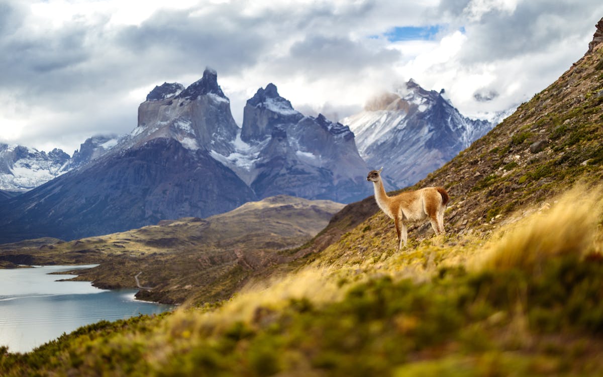 Guanaco standing in front of Torres del Paine mountain range in Chilean Patagonia at sunset