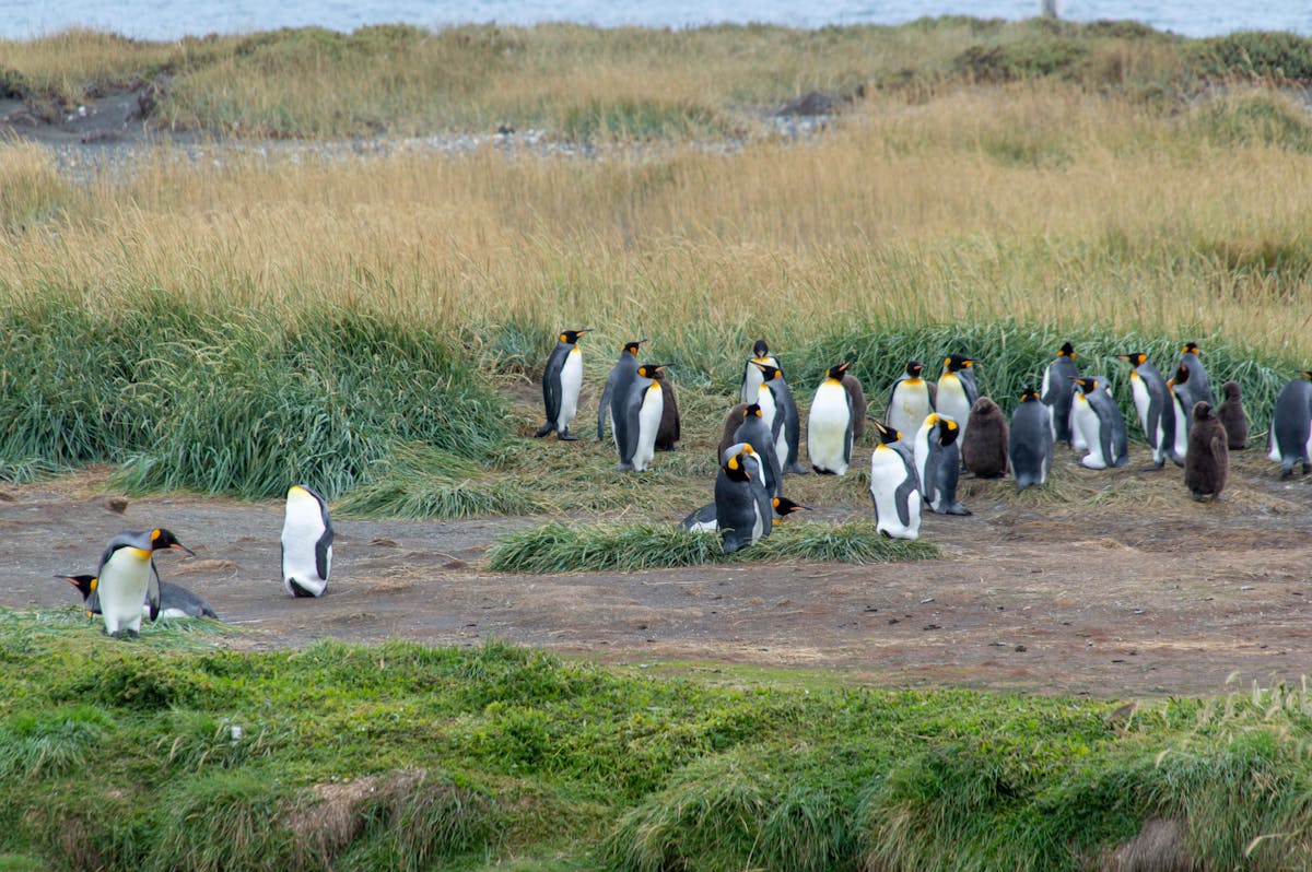 King penguins gathered in a grassy coastal area with distinctive orange markings on their necks