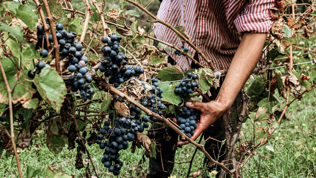 Close-up of a vineyard worker harvesting ripe grapes by hand among green leaves