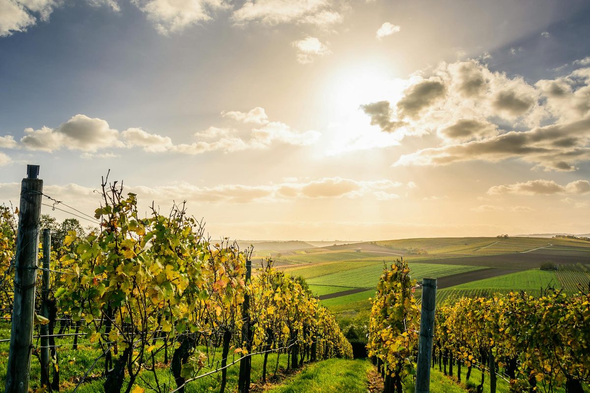 Sunlit vineyard landscape with green vines stretching under a bright sky